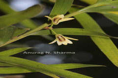 Dendrobium haemoglossum